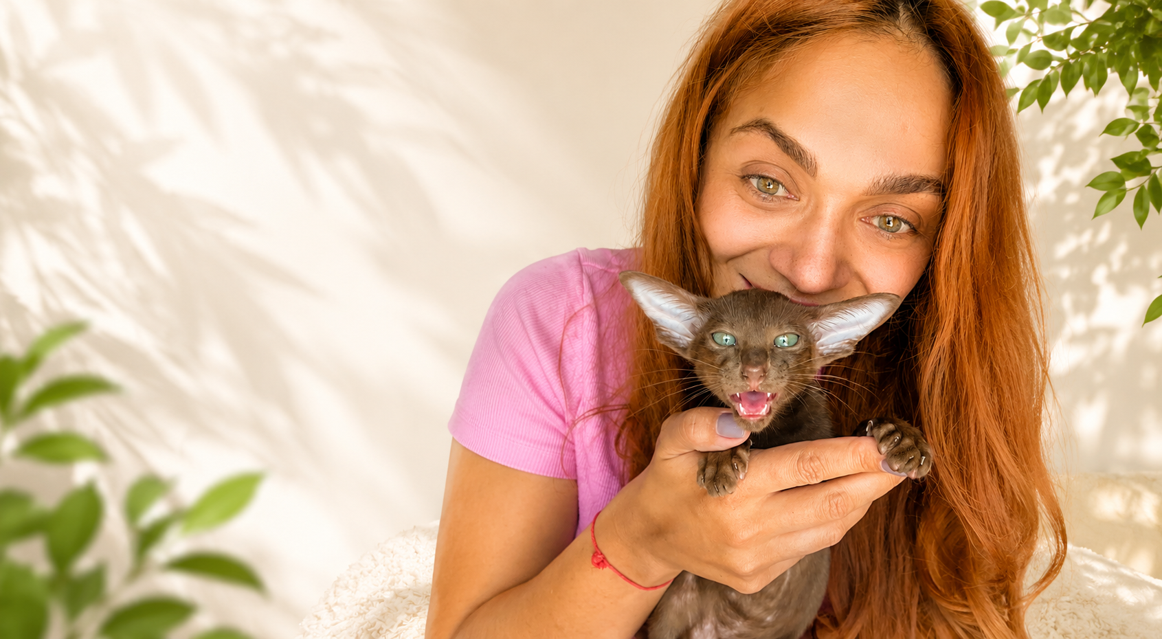 LuxOrio Oriental Shorthair kittens