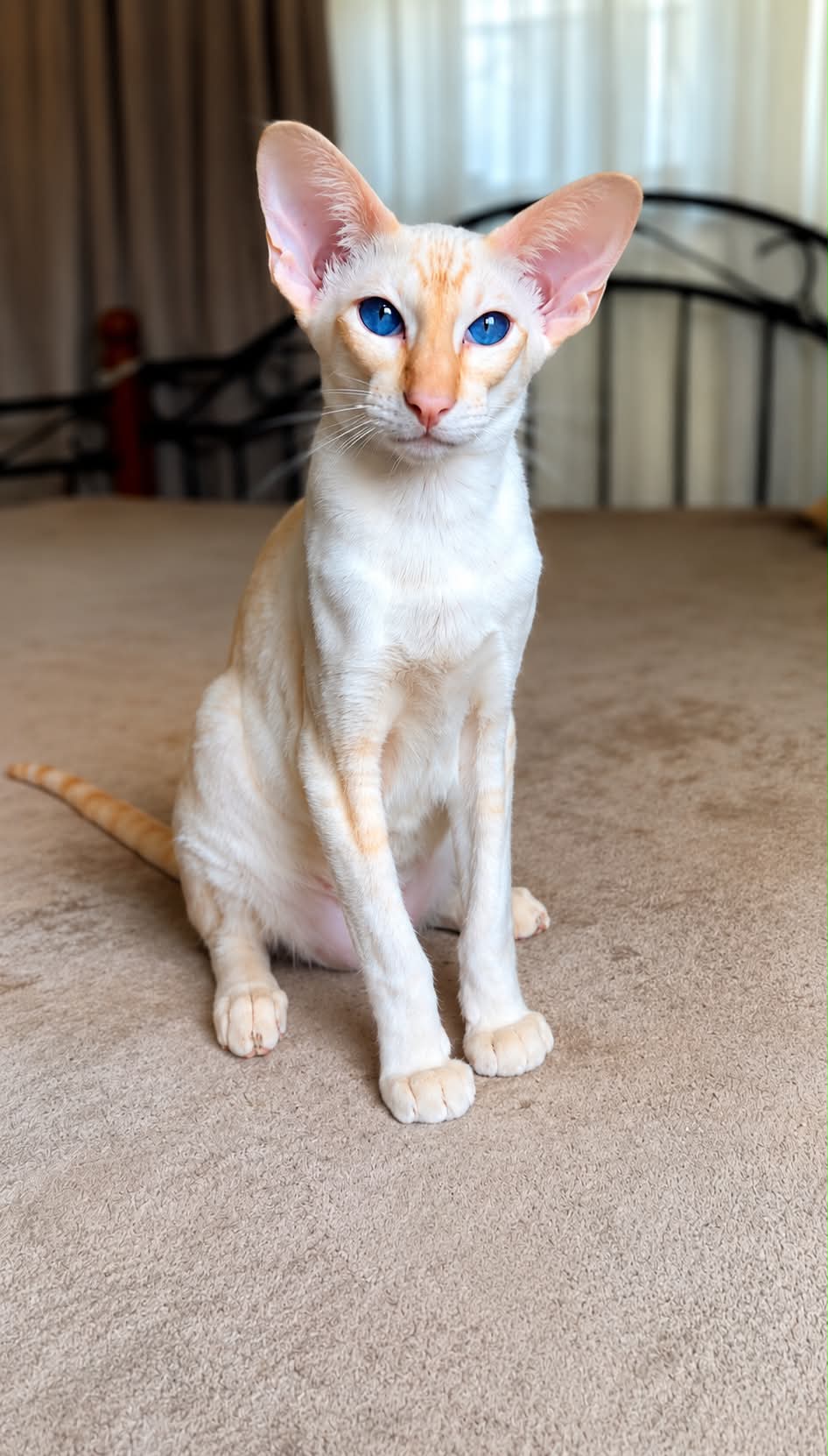 Honey — Siamese Stud