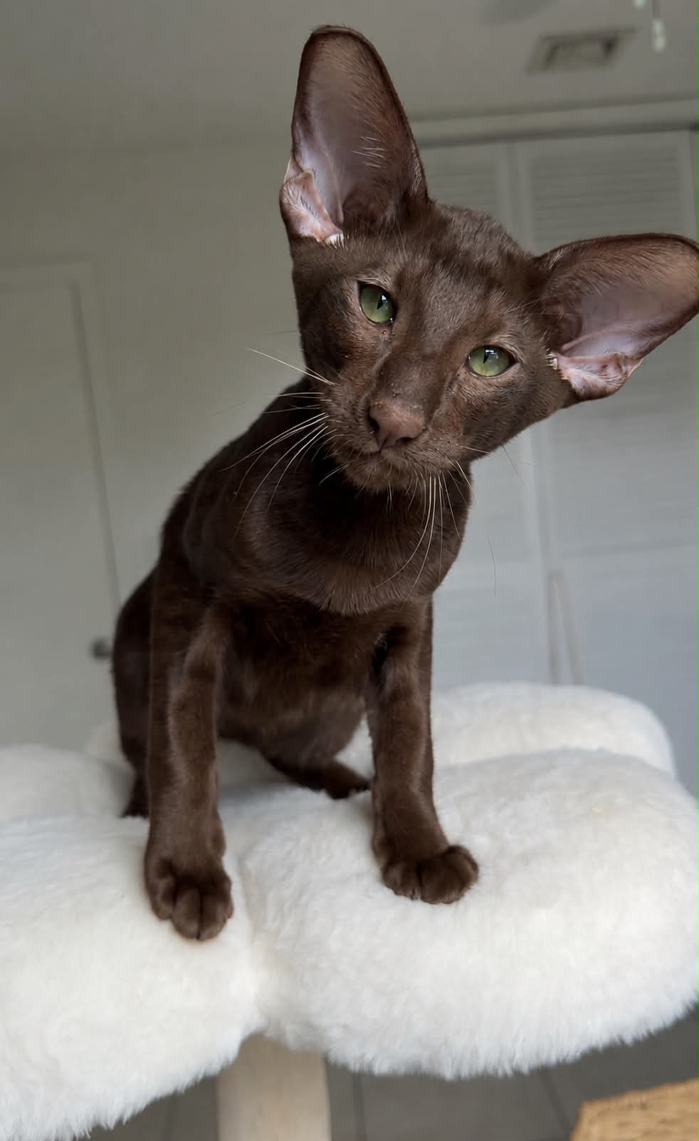 LuxOrio — Oriental Shorthair cat