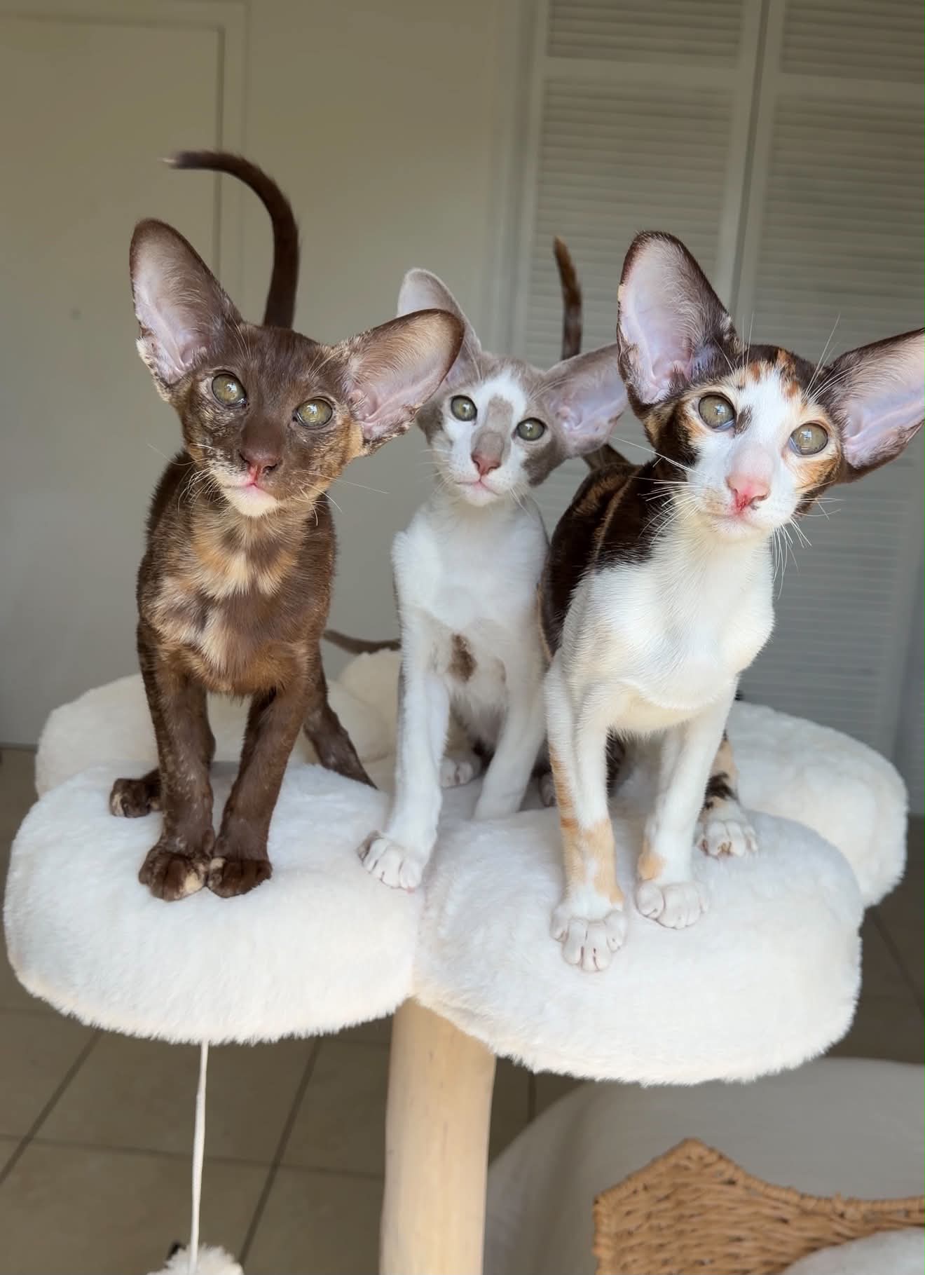 Home-raised Oriental kitten
