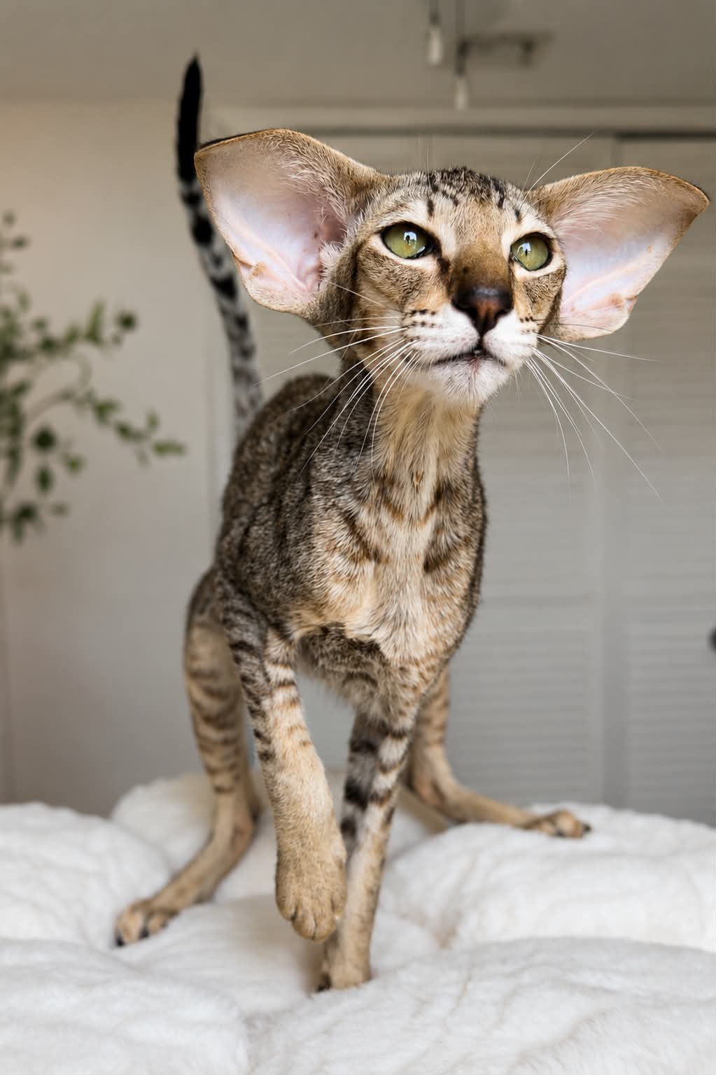 Stefania — Oriental Shorthair Queen